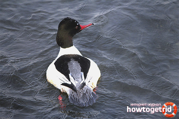 Description of the bird Merganser
