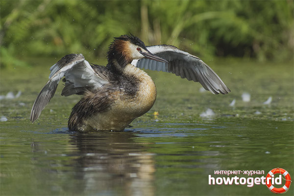 The main food of the big grebe