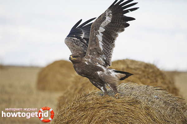 Nesting features of the steppe eagle
