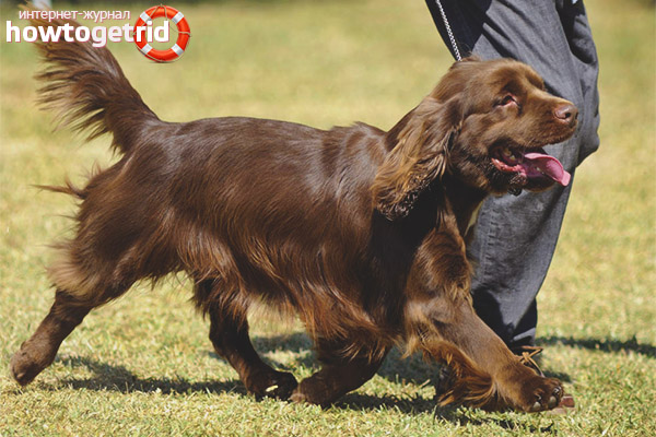 Characteristics of the Sussex Spaniel