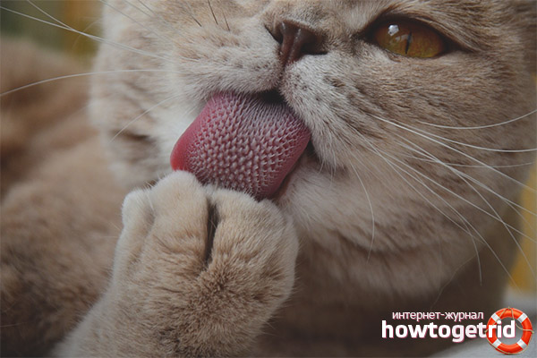 Features of nutrition and structure of the tongue of a cat