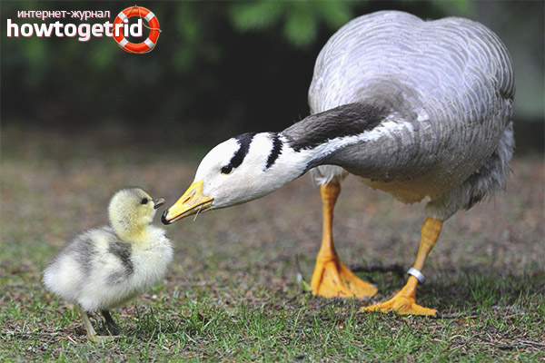Features of mountain goose breeding