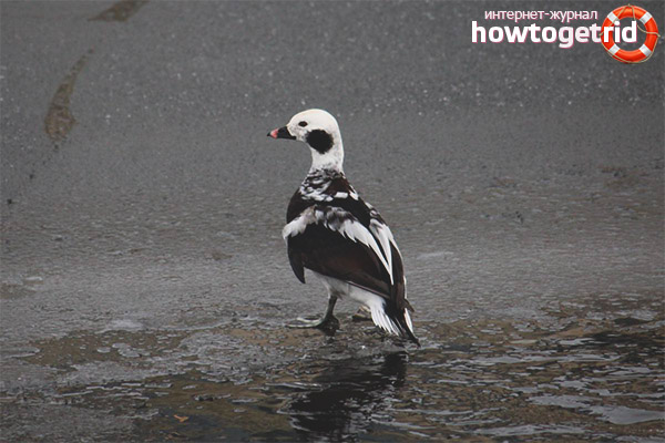 Features of reproduction