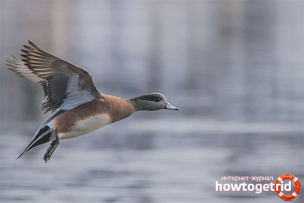 Features of breeding