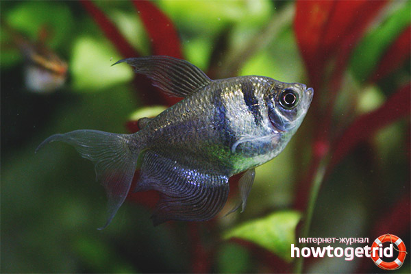 Features breeding thornsiya