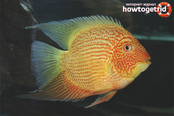Features of the content of severum