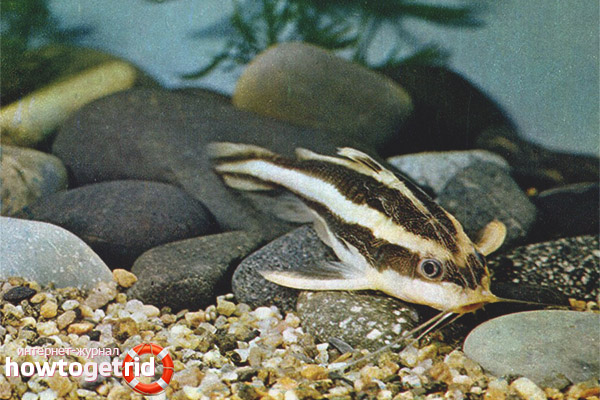 Features of the content of platidoras