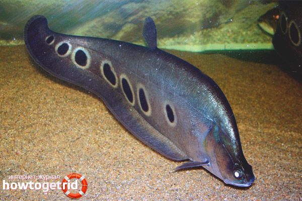 Features of keeping fish Indian knife