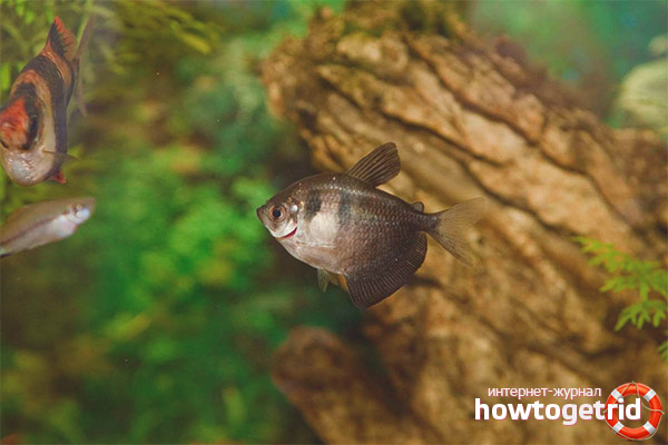 Features of the content of thorns