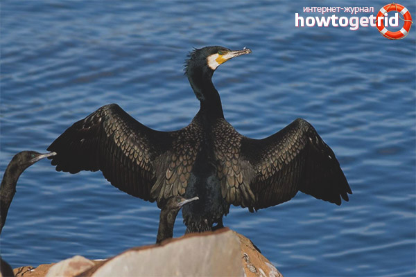 Features of the life of great cormorants