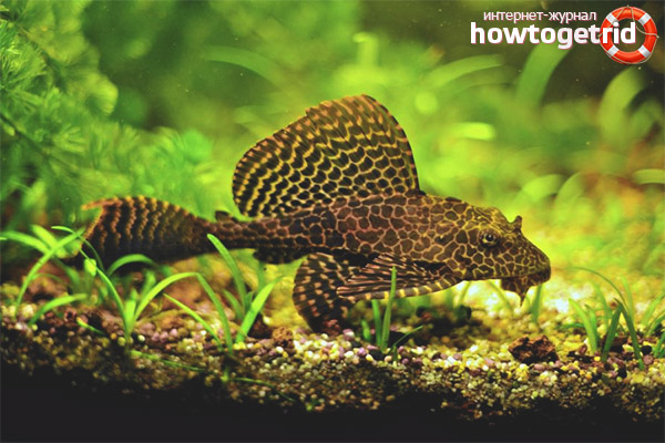 Brocade pterigoplicht