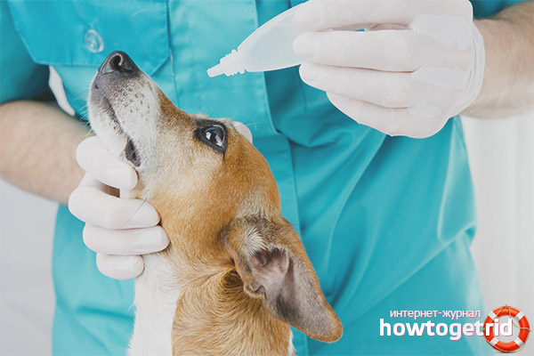 First aid for dog redness