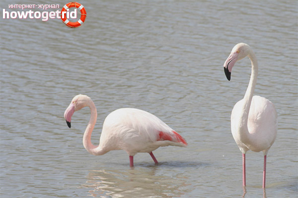 Phoenicopterus roseus