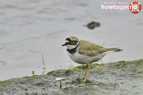 Nutrition and behavior of the small pup