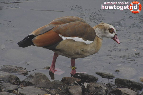 Nile goose feeding