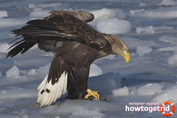 White Tailed Eagle Feeding