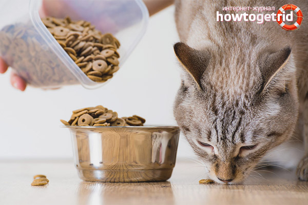 Food after the castration of a cat