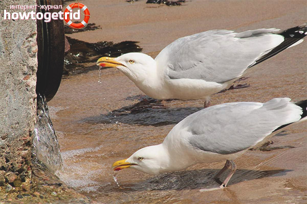 Feeding silver gulls