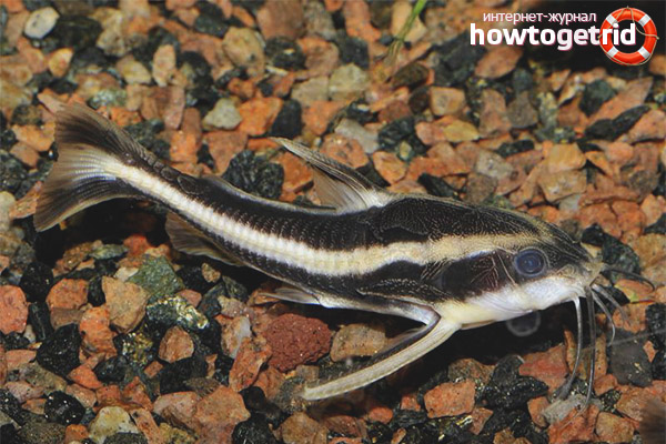 Platydoras armatulus