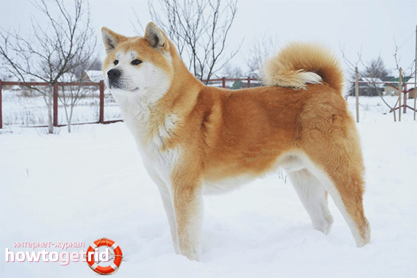 Pros and cons of Akita Inu