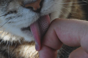 Why do cats have such a rough tongue?