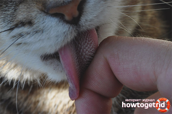 Why do cats have such a rough tongue?