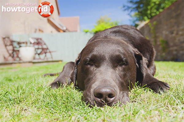 Help with heat stroke in a dog