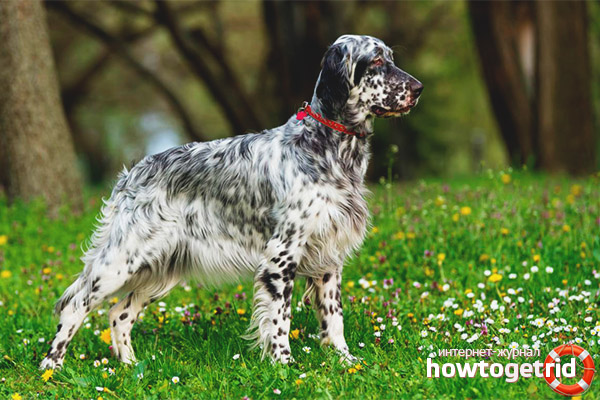 Dog breed english setter