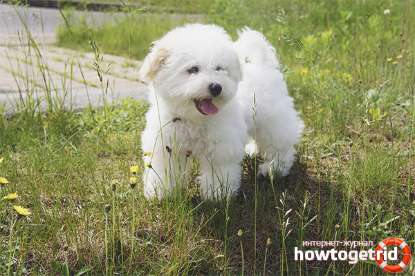 Dog breed Bichon Frize