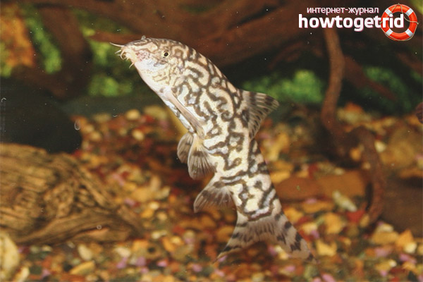 Care Rules for Marble Bots