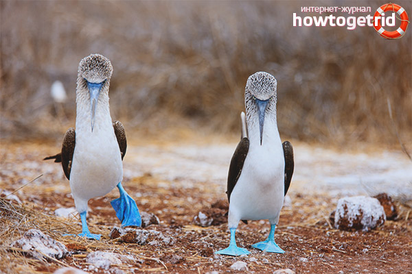 The diet of blue-footed boobies