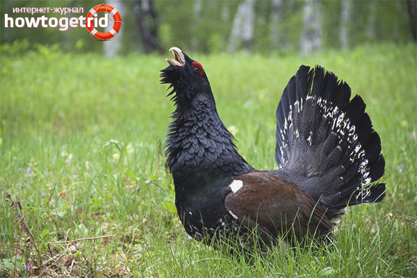 Common Capercaillie species
