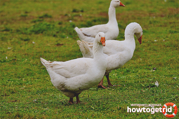 White goose breeding