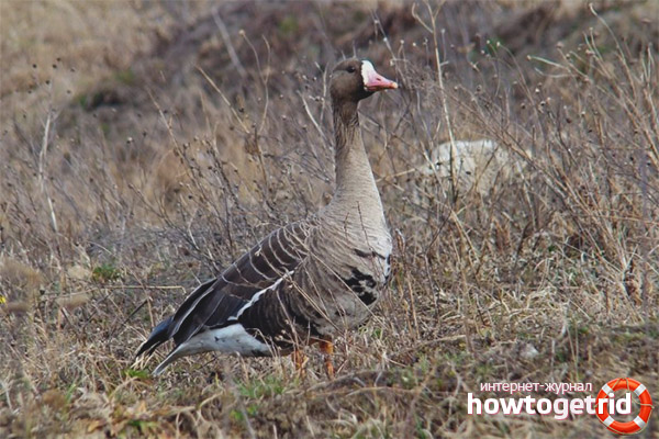 Breeding white-fronted goose
