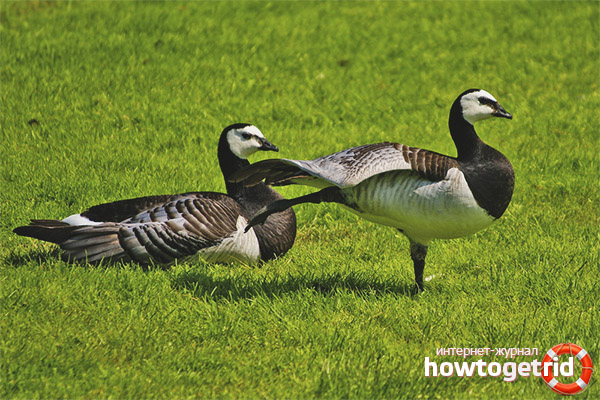 Breeding Goose Goose