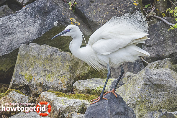 Breeding white herons