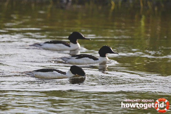 Breeding Big Merganser