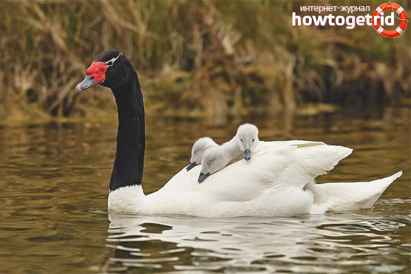 Breeding black-necked swan