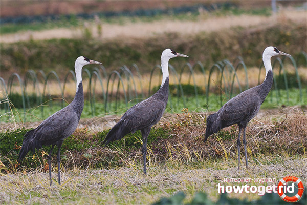 Black crane breeding