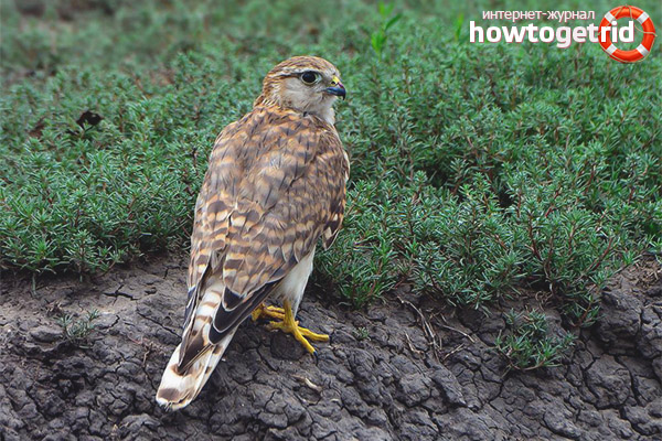 Reproduction of derbnik