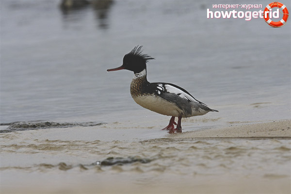 Breeding Long-Nose Merganser