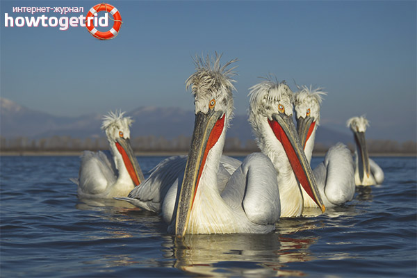 Breeding and nesting curly pelican