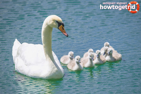 Höckerschwanenzucht und Lebensstil