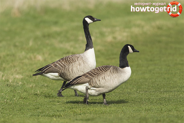 Breeding Canada Goose