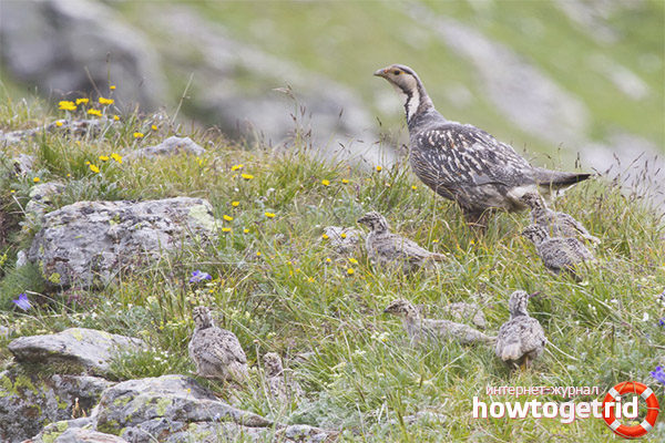 Reproduction of Caucasian ular