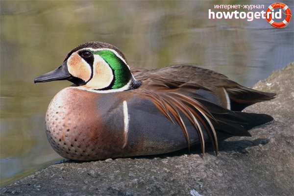 Reproduction de kloktunov