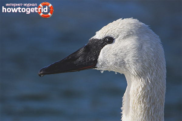 Elevage de cygnes trompettes