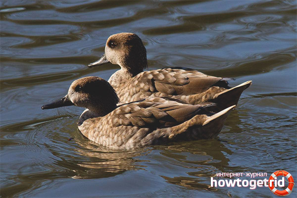 Marble Teal Reproduction