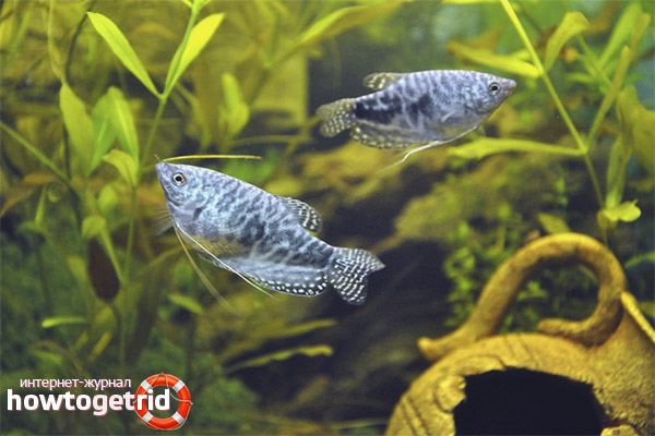 Propagation of marble gourami