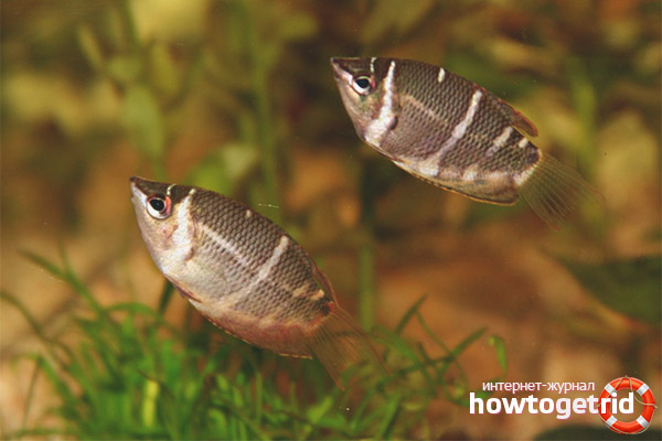 Chocolate gourami fish breeding